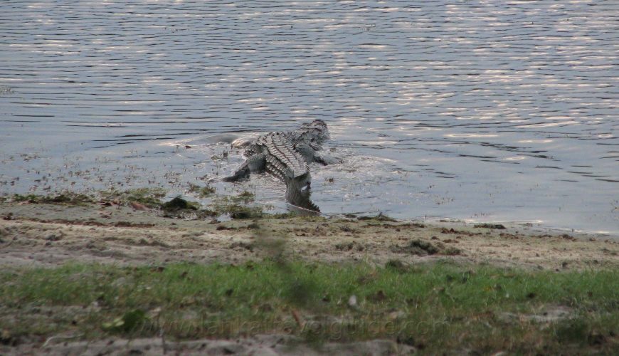 crocodile-kumana-national-park