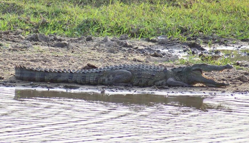 crocodile-sri-lanka-yala