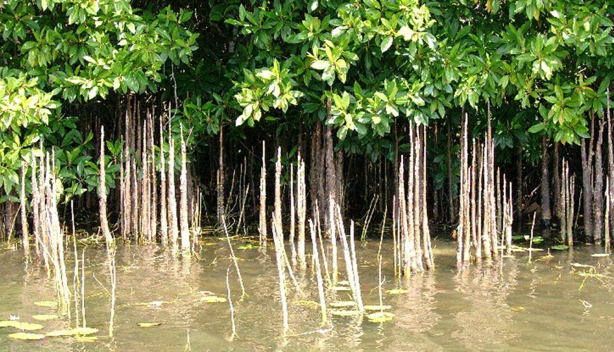mangroves-of-sri-lanka
