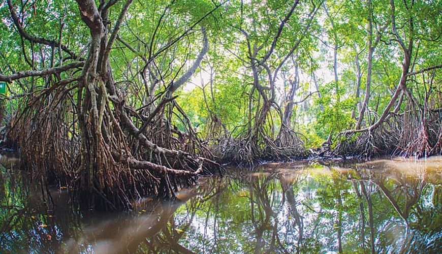 mangroves-of-sri-lanka-wate