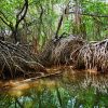 mangroves-sri-lanka