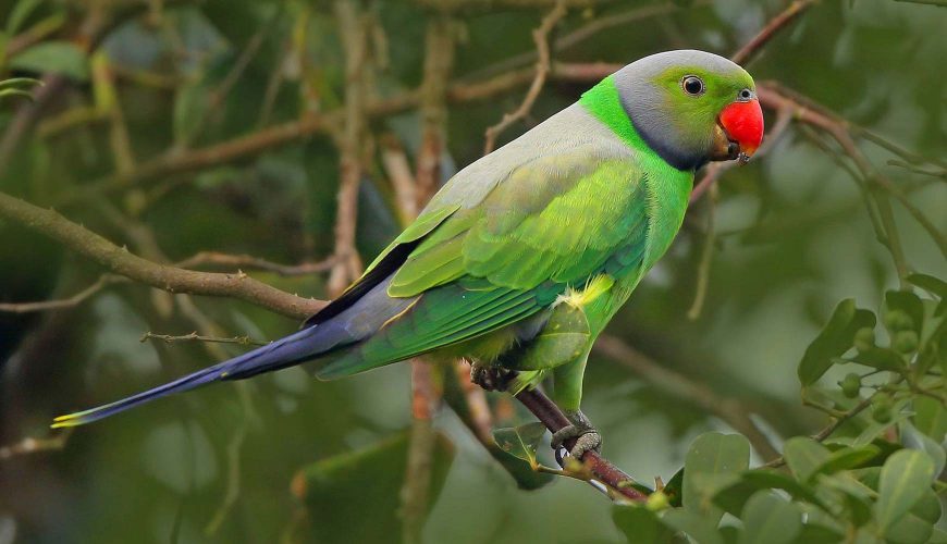 parrot-of-sri-lanka