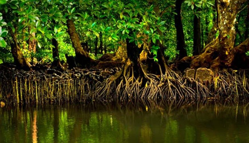 Mangrove-Sri-Lanka