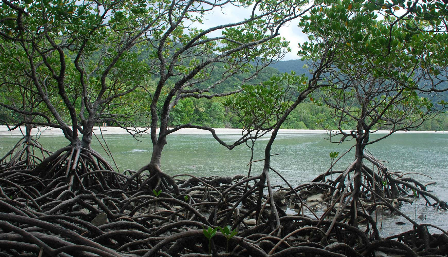 mangrove-sri-lanka