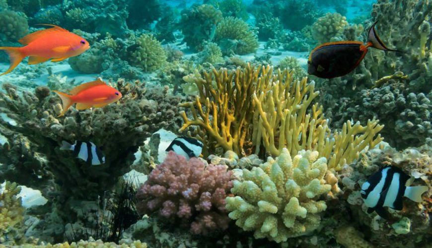 Reef-Fishes-of-Sri-Lanka