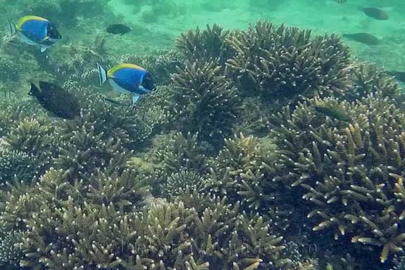 coral-sri-lanka